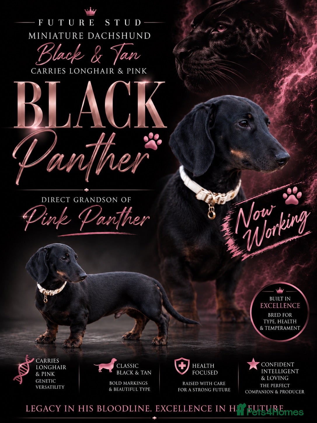 Miniature Dachshund dogs BLACK PANTHER - Advert 1