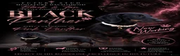 Miniature Dachshund dogs for stud: BLACK PANTHER - Advert 1