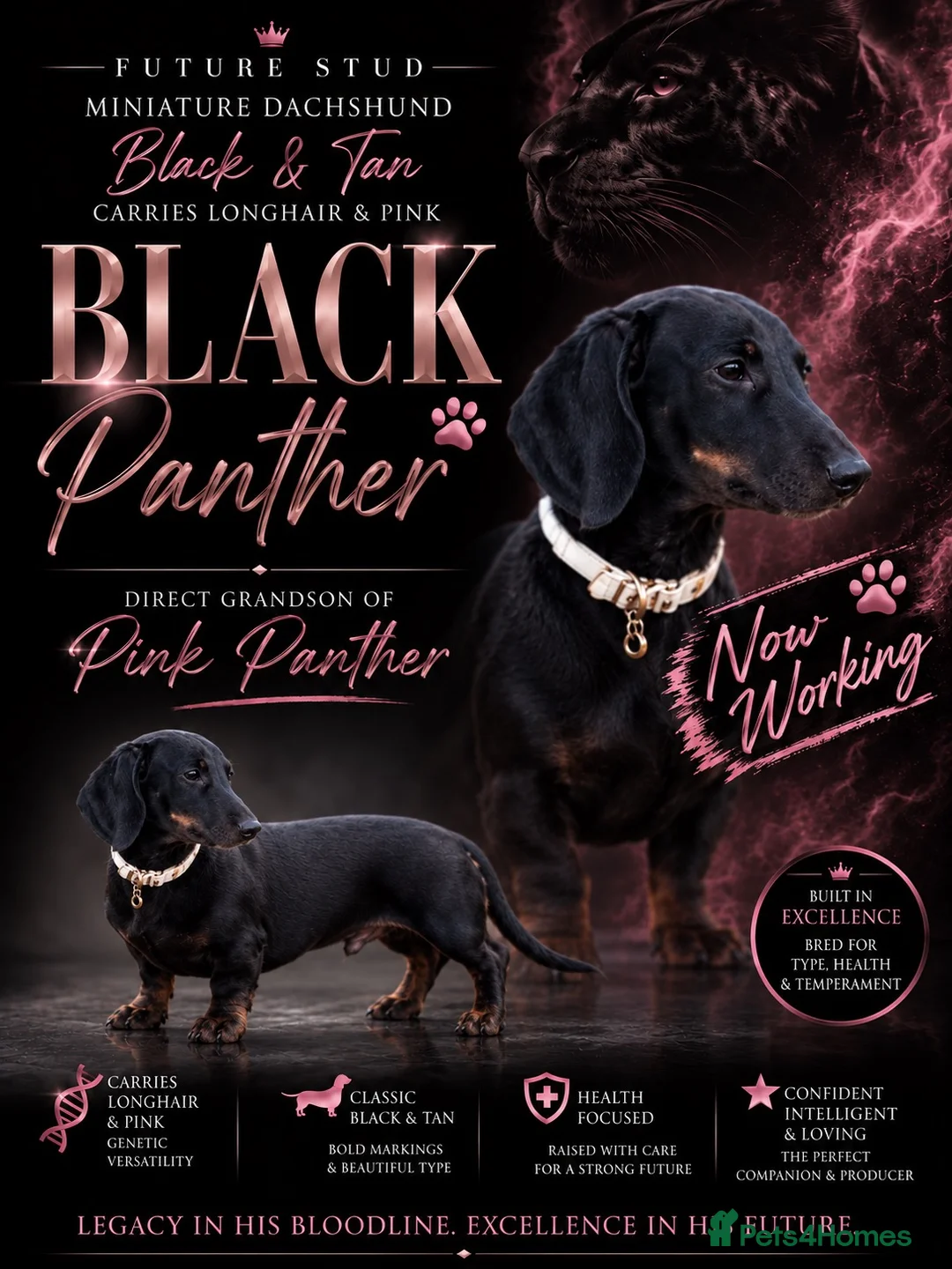 Miniature Dachshund dogs for stud: BLACK PANTHER - Advert 1