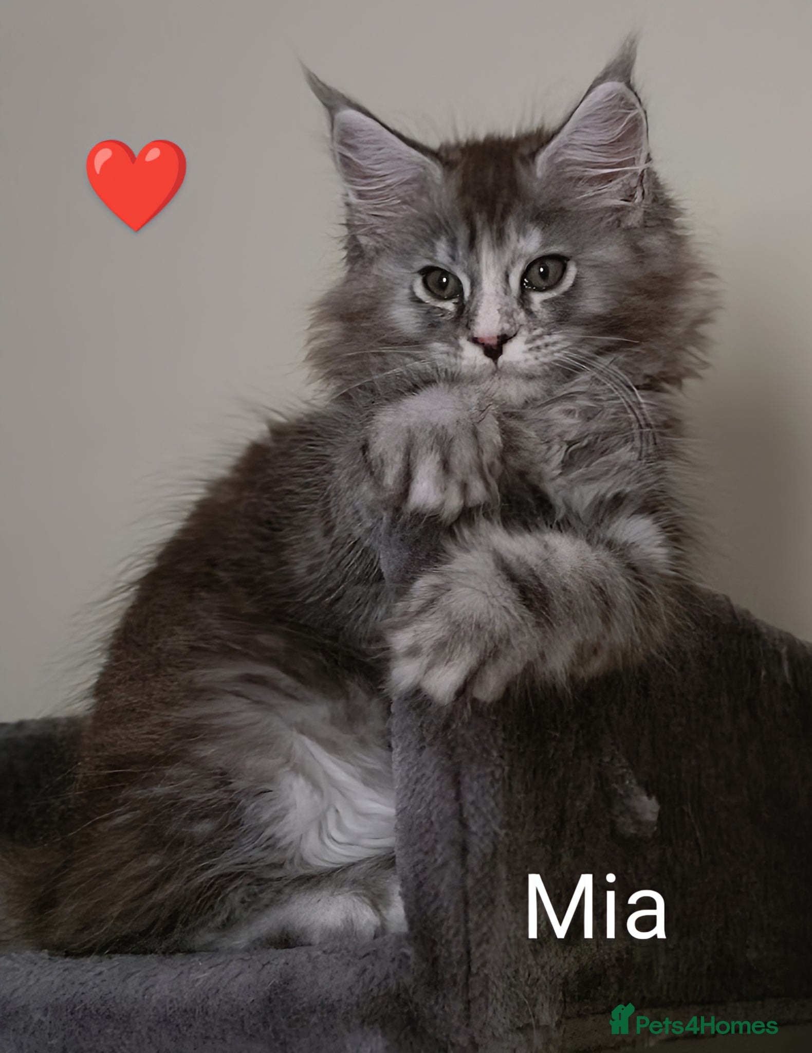 Maine Coon cats for sale: Maine coon boy kitten GCCF pedigree - Advert 20