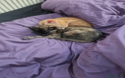 Mixed Breed cats for sale: 2 kittens for sale - Image 6