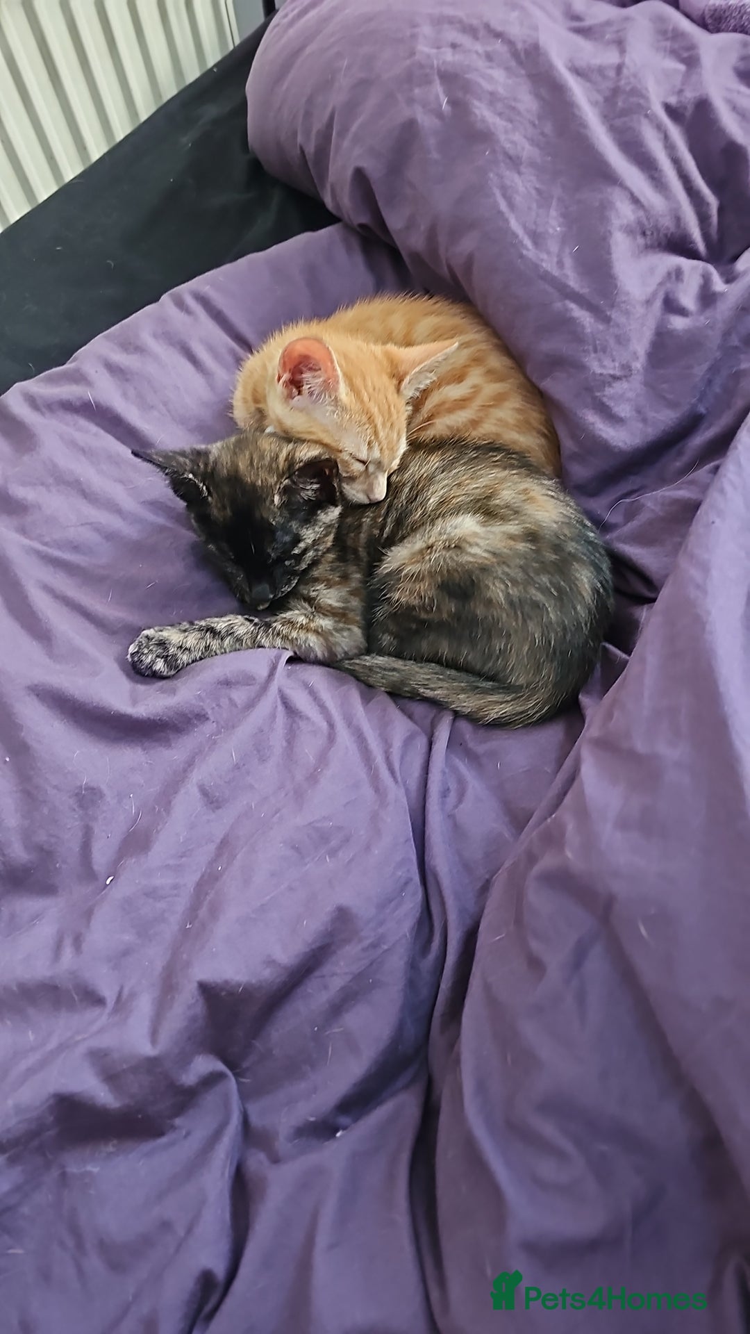 Mixed Breed cats for sale: 2 kittens for sale - Image 6