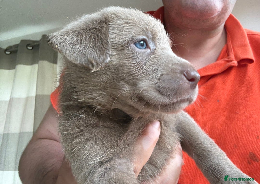 Labrador Retriever dogs for sale: Outstanding KC Registered Silver Labrador Puppies - Image 7