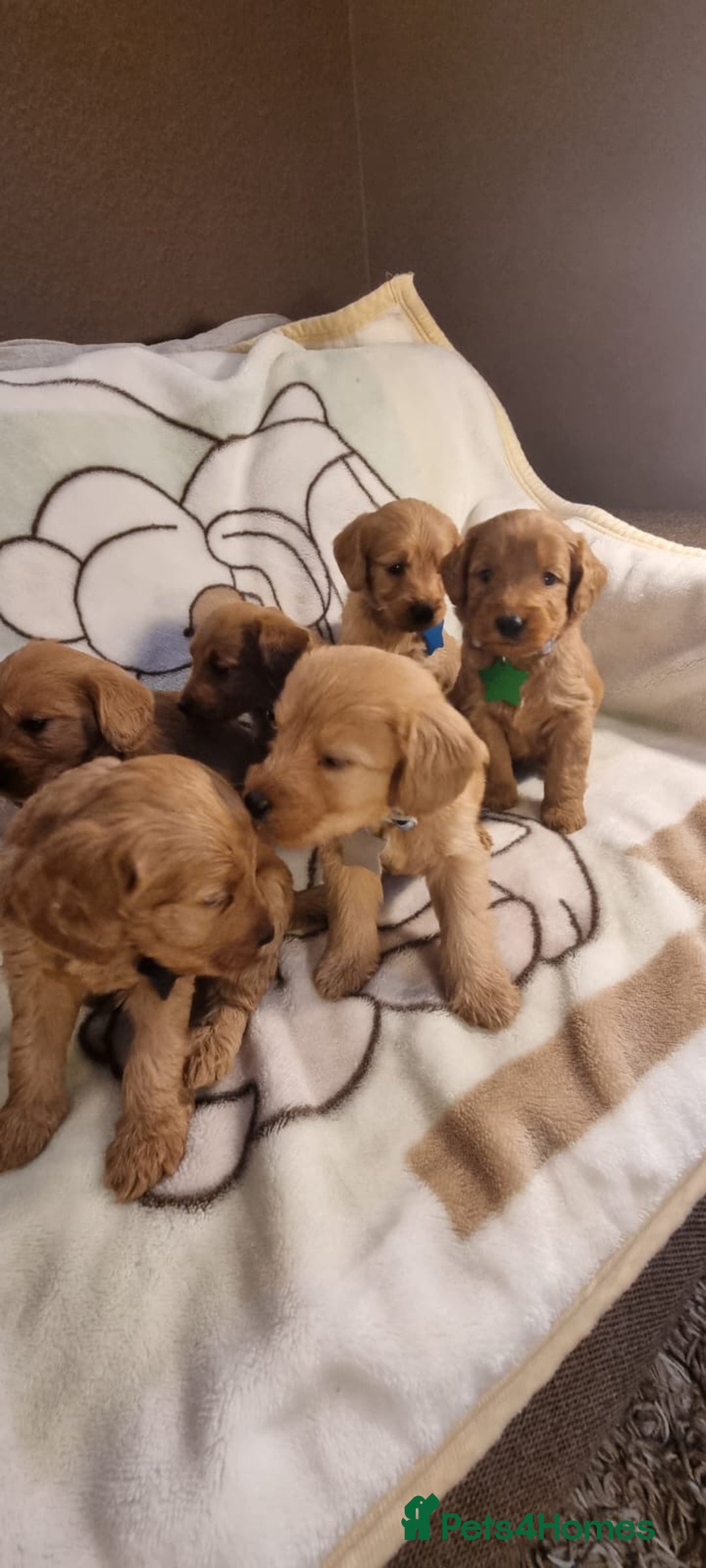 Labradoodle dogs for sale: Labradoodle Fox Red ❤️💞❤️Health check - Image 29