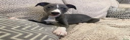 Whippet dogs for sale: Dolly & Walter’s pups  - Advert 2