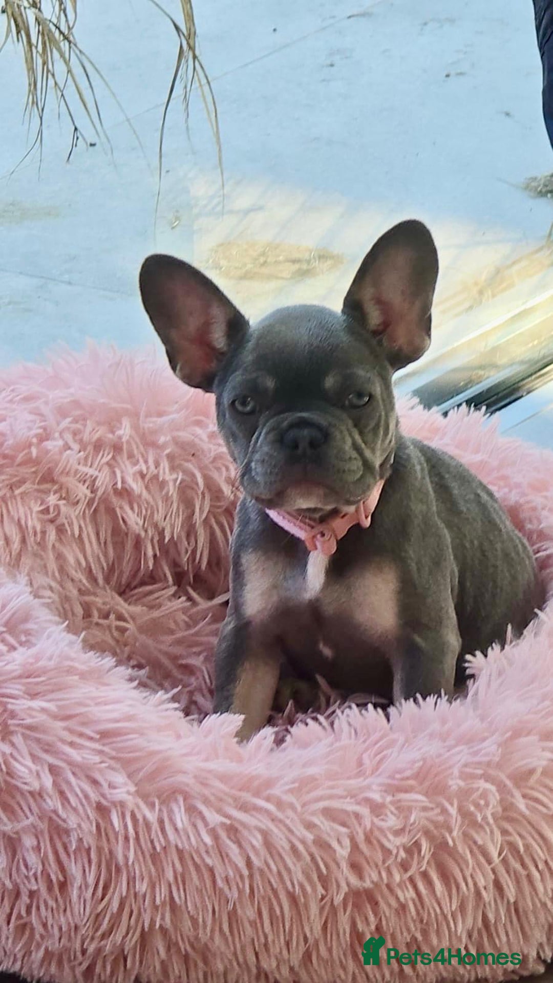 French Bulldog dogs for sale: 7 Month Old Female French Bulldog For Sale - Advert 2