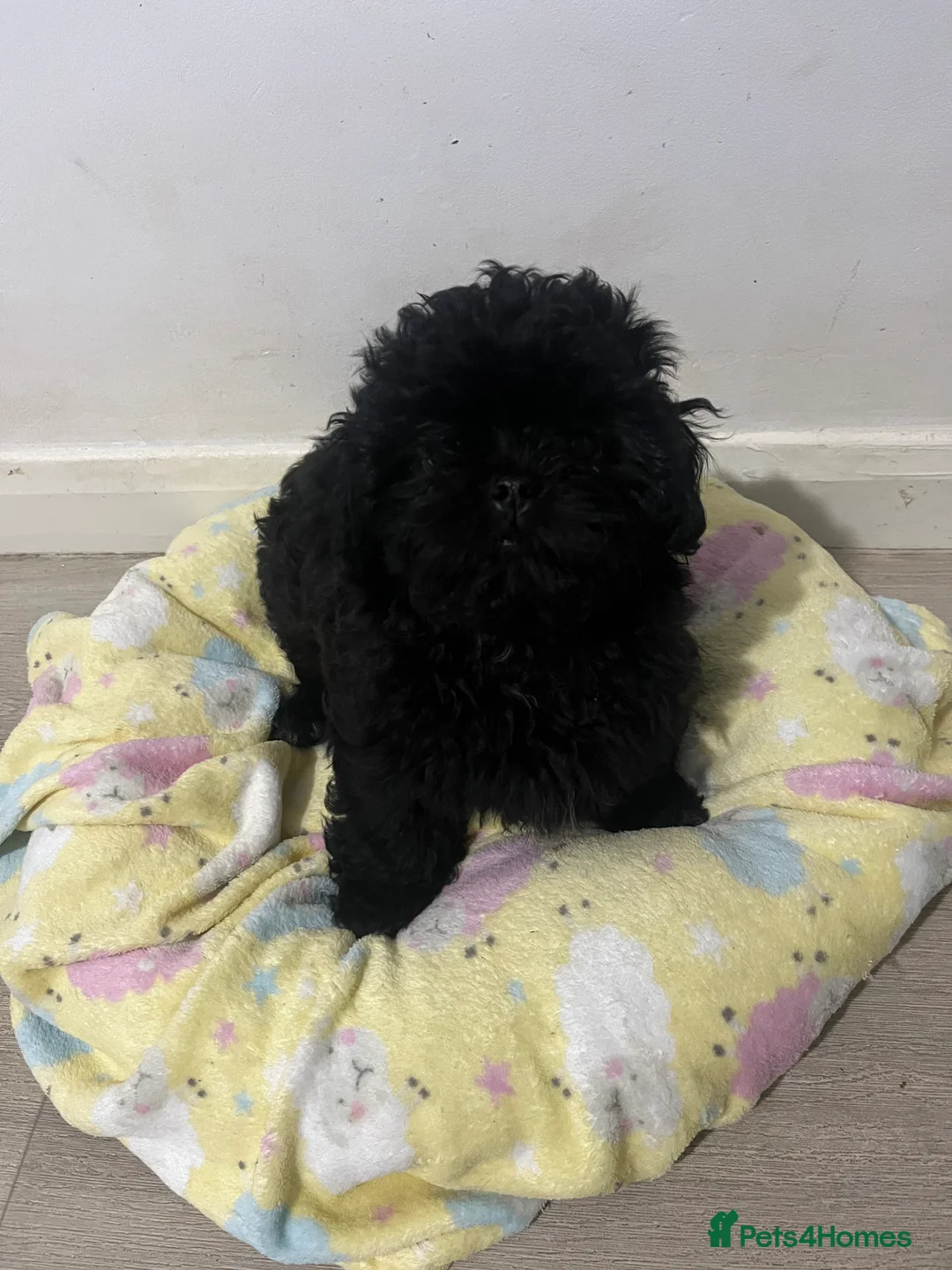 Mixed Breed dogs for sale: 2 male 3 female imperial shih tzu/bichon cross - Advert 6