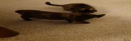 Mixed Breed cats for sale: 2 remaining kittens, looking for forever homes - Advert 13