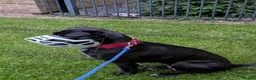 Cane Corso dogs for sale: Cane Corso Female *READ DESCRIPTION* - Advert 9