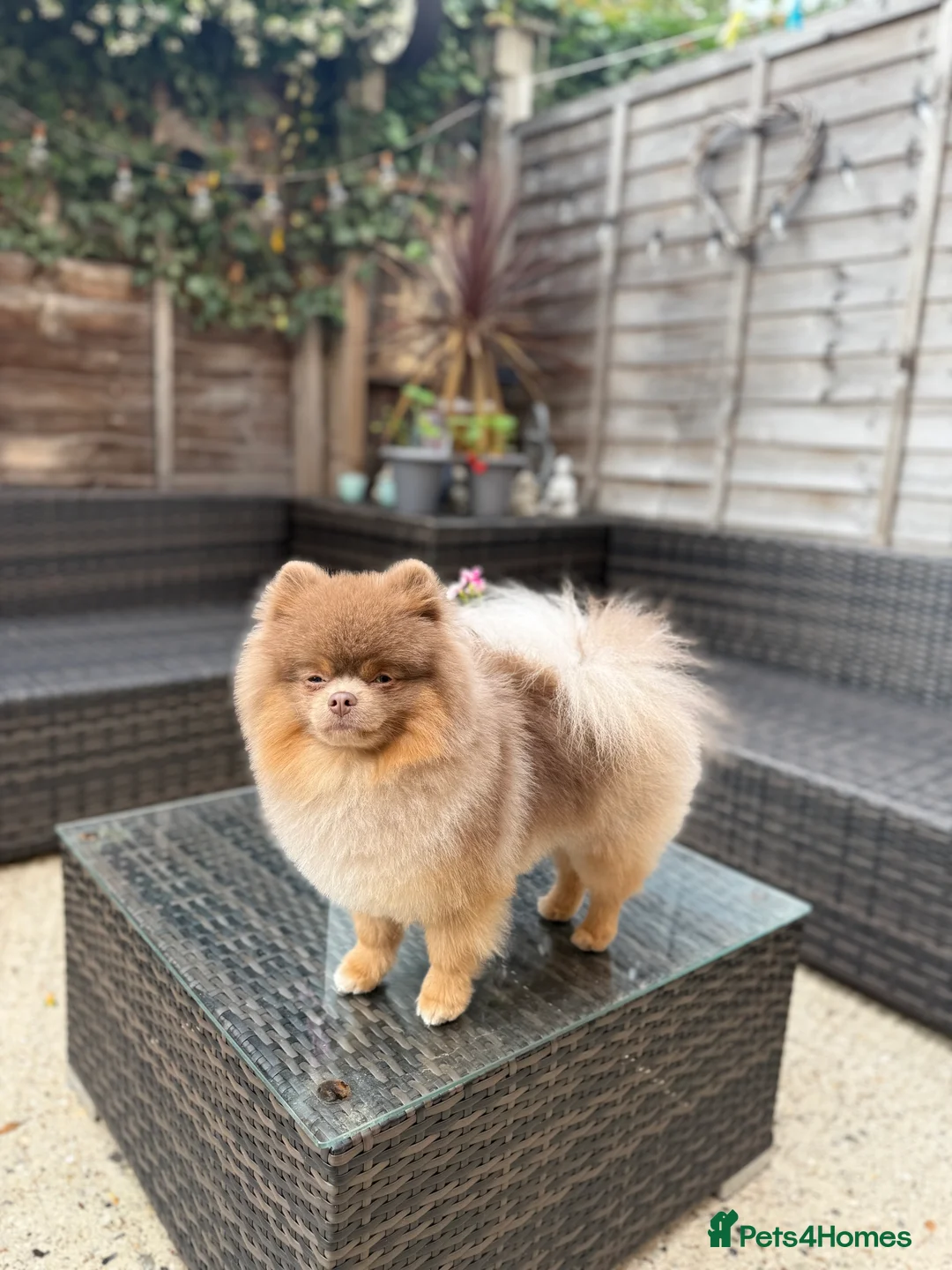 Pomeranian dogs for stud: Pablo - Advert 5