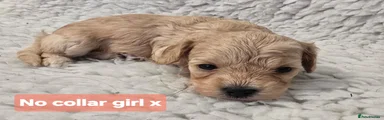 Mixed Breed 4