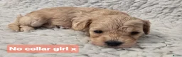 Mixed Breed dogs for sale: Cavapoochon Puppies - Advert 3