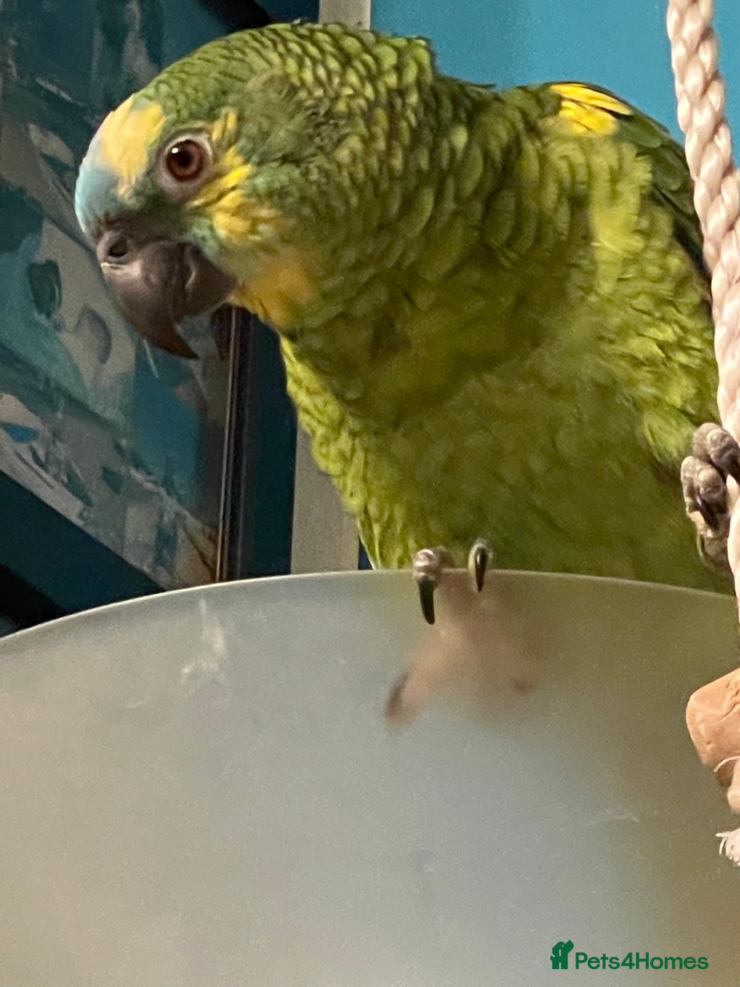 Parrots birds for sale: Beautiful blue front Amazon  - Advert 27