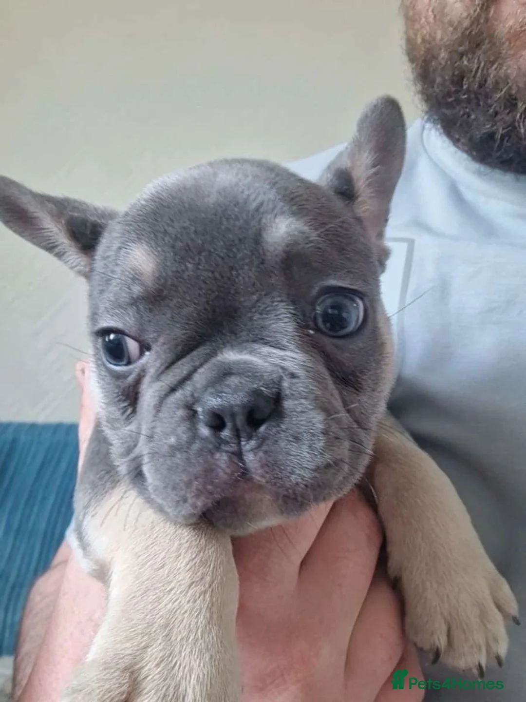French Bulldog dogs for sale: French bulldog puppies for sale  - Advert 2