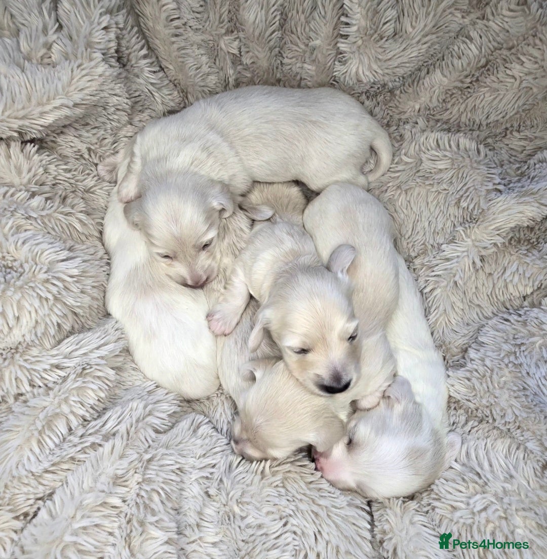 Miniature Dachshund dogs Beautiful cream longhair miniature dachshund  - Advert 1