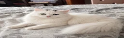 Siberian cats for sale: 4 kittens for sale - Advert 27