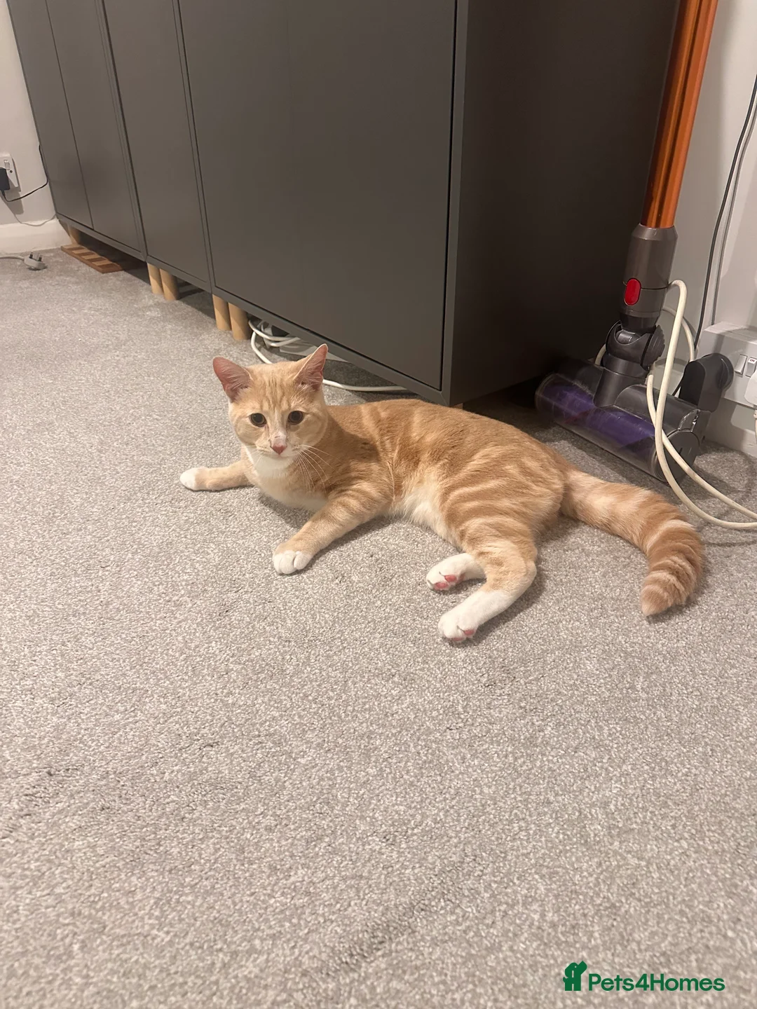 Mixed Breed cats for sale: Milo' - Advert 2