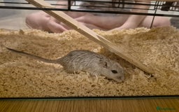 Gerbil rodents for sale: 2 gerbils with cage and a few items for sale - Image 7