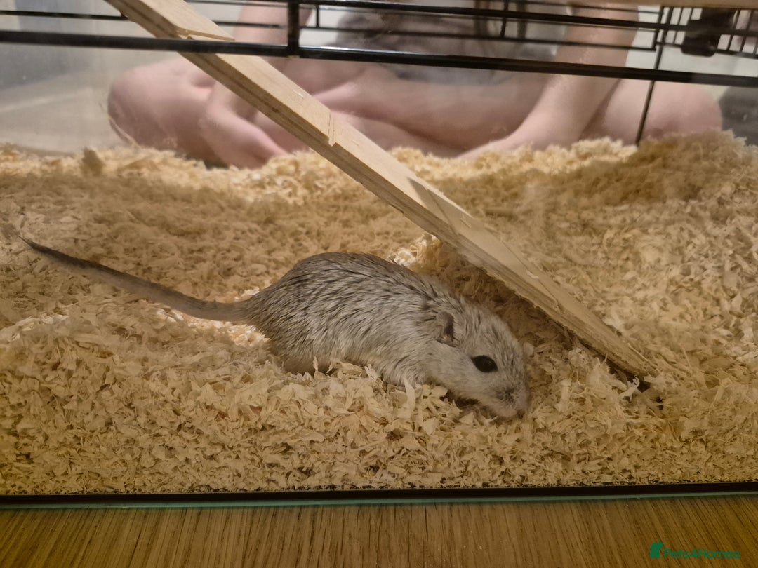 Gerbil rodents for sale: 2 gerbils with cage and a few items for sale - Image 7