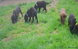 Labrador Retriever dogs for sale: Black labrador puppies - Image 8