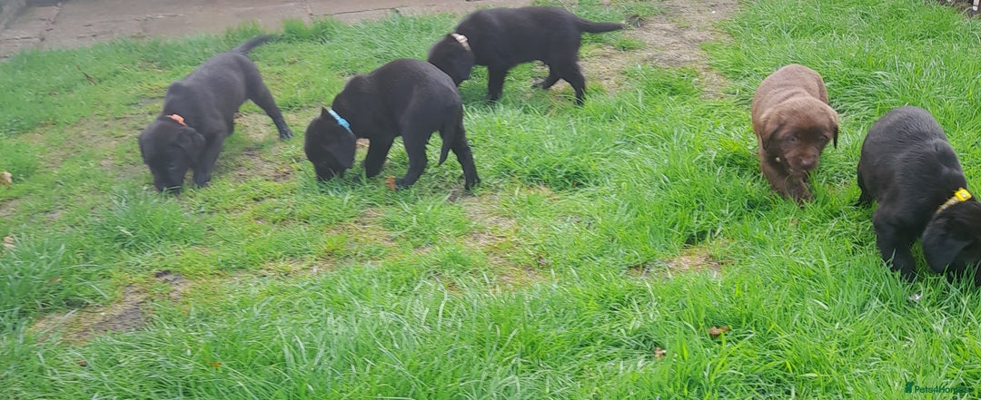 Labrador Retriever dogs for sale: Black labrador puppies - Image 8