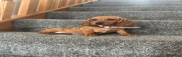 Miniature Dachshund dogs for sale: Beautiful Dachshund Puppies - Advert 6