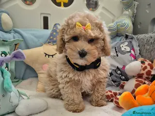 Maltipoo dogs Maltipoo boys - Advert 17