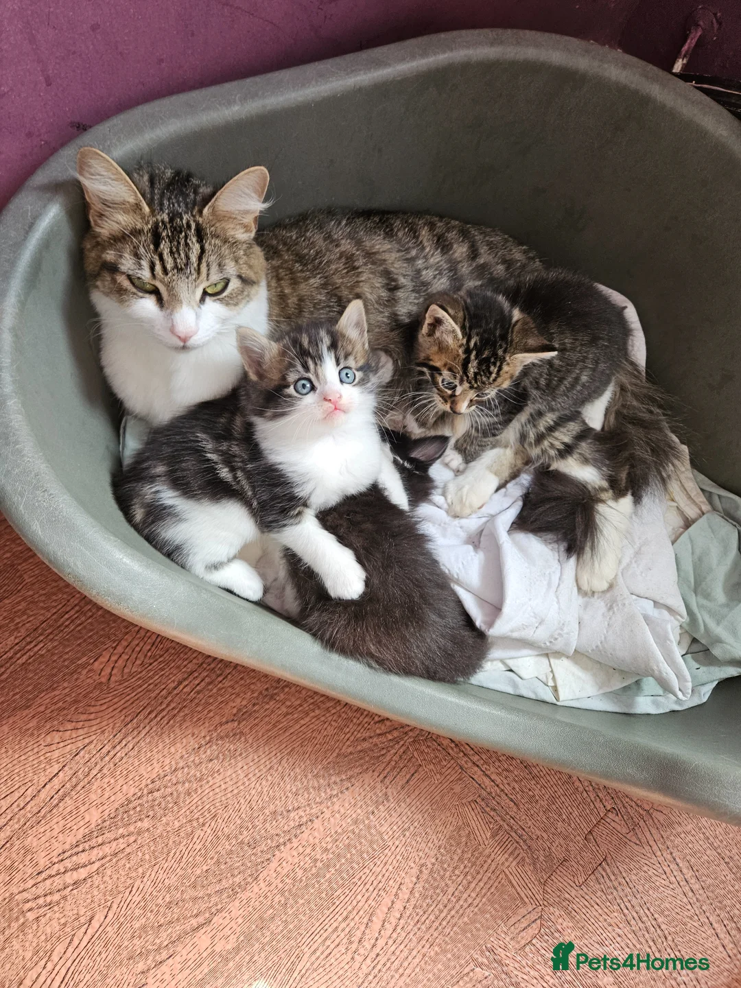 Mixed Breed cats for sale: Beautiful kittens  in Stanley - Advert 1