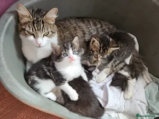 Mixed Breed cats Beautiful kittens - Advert 1