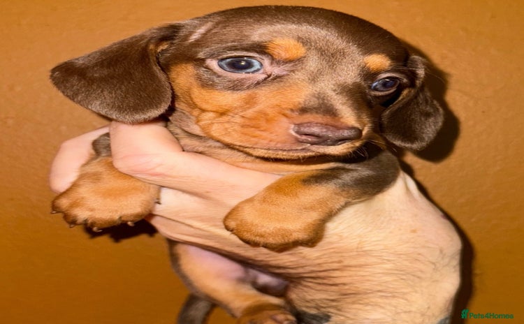 Miniature Dachshund dogs 🩵🩷Stunning KC Reg Mini Dachshunds🩵🩷 - Advert 5
