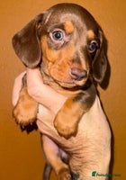 Miniature Dachshund dogs 🩵🩷Stunning KC Reg Mini Dachshunds🩵🩷 - Advert 6
