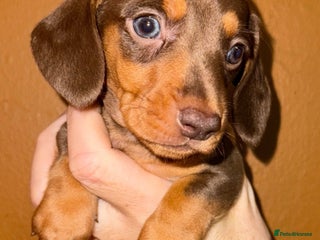Miniature Dachshund dogs 🩵🩷Stunning KC Reg Mini Dachshunds🩵🩷 - Advert 6