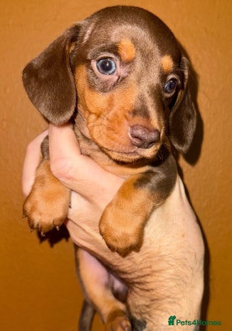 Miniature Dachshund dogs 🩵🩷Stunning KC Reg Mini Dachshunds🩵🩷 - Advert 9