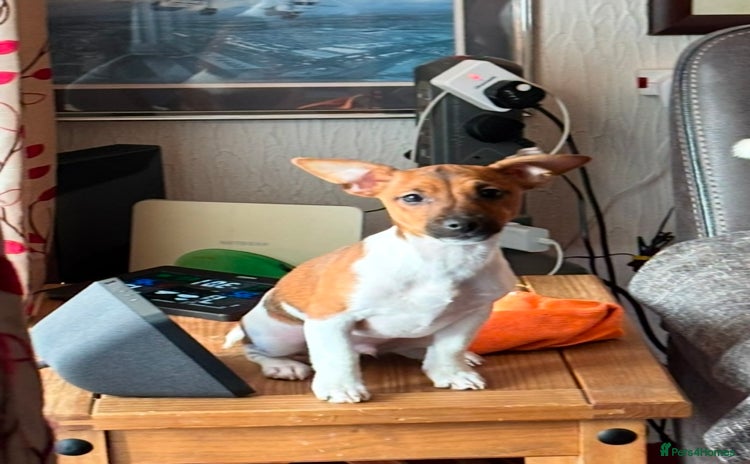 Jack Russell dogs - Advert 1