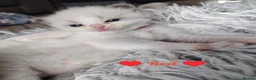 Ragdoll cats for sale: 6 beautiful pure ragdoll kittens in Bishop's Stortford - Advert 4