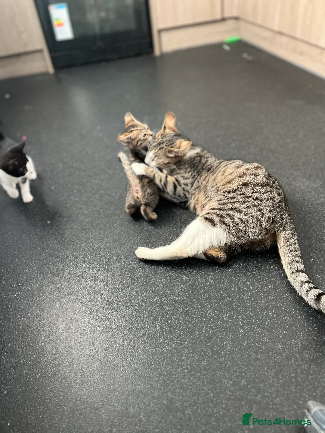 Mixed Breed cats for sale: I have 4 kittens for sale but 1 is staying . - Advert 2