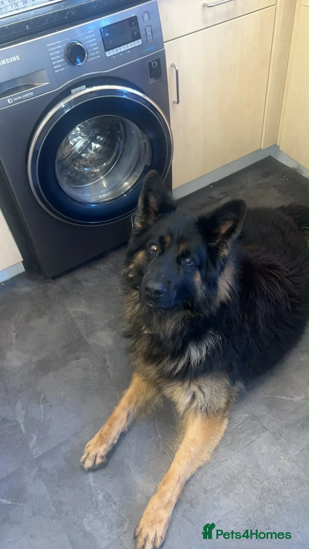 German Shepherd dogs for sale: German Shepard  - Advert 2