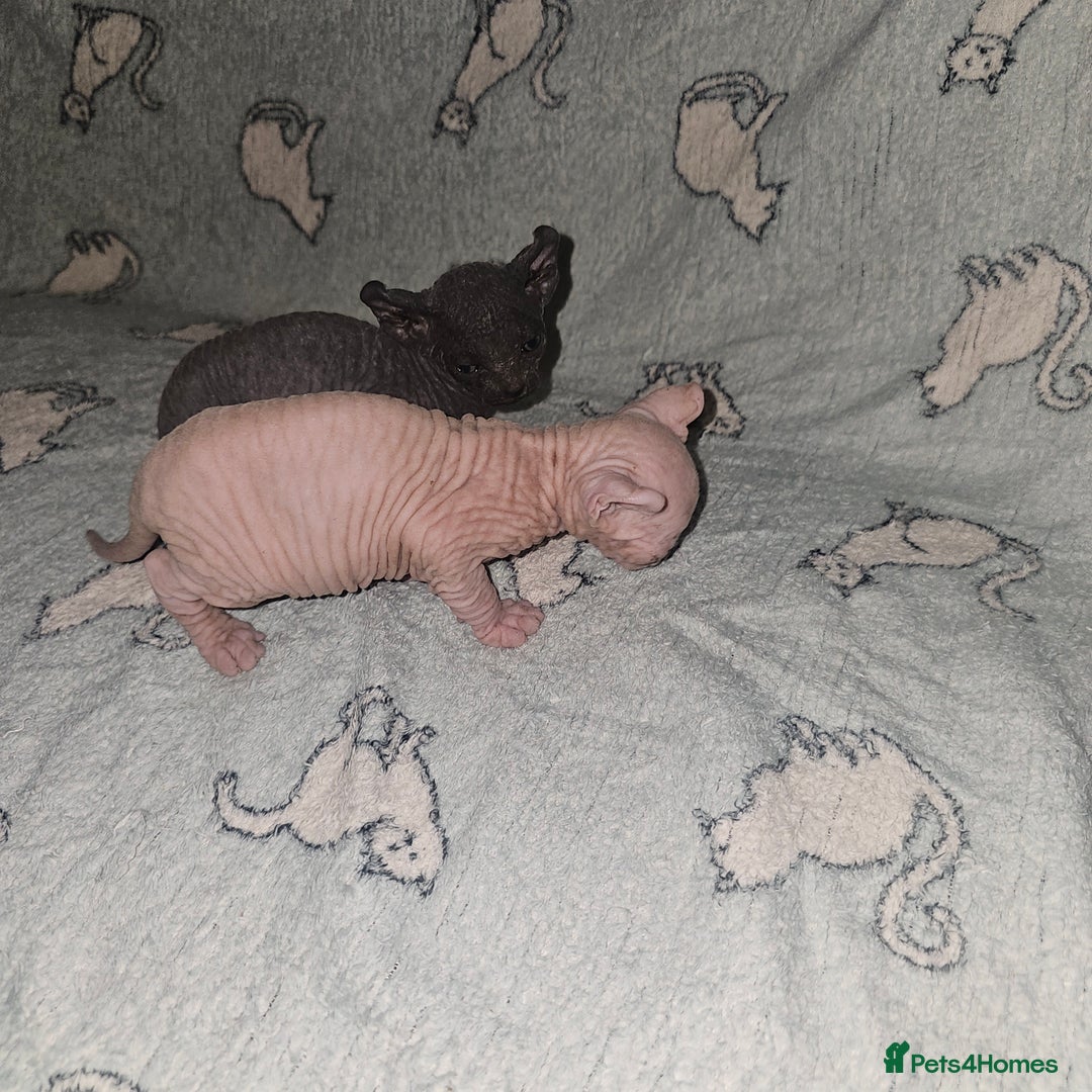 Sphynx cats for sale: From odd eyes father elf shpynx tica pedigree.  - Image 15