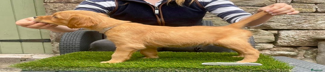 Golden Retriever Puppy 1