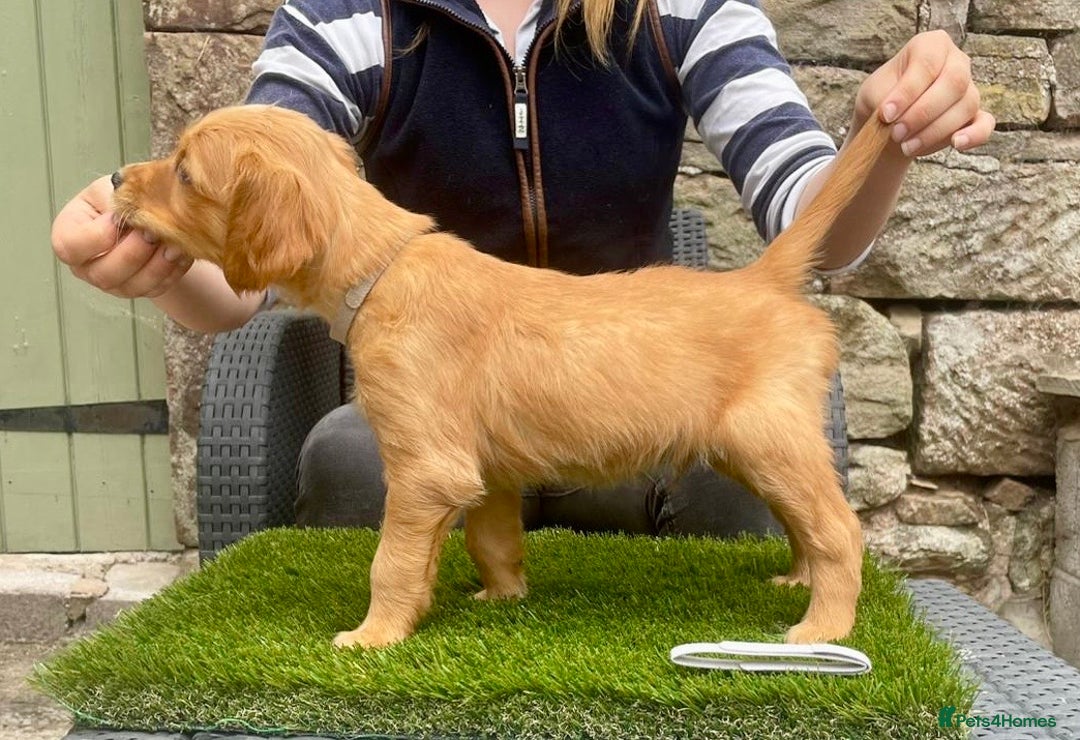 Golden Retriever dogs for sale: KC reg Golden Retriever Puppies (working type) - Image 5
