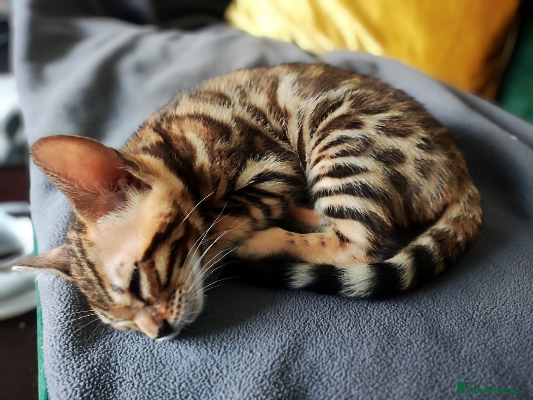 Bengal cats for sale: 🔥The Cutest Bengals in the UK? Come See 😺 🐾 - Image 19