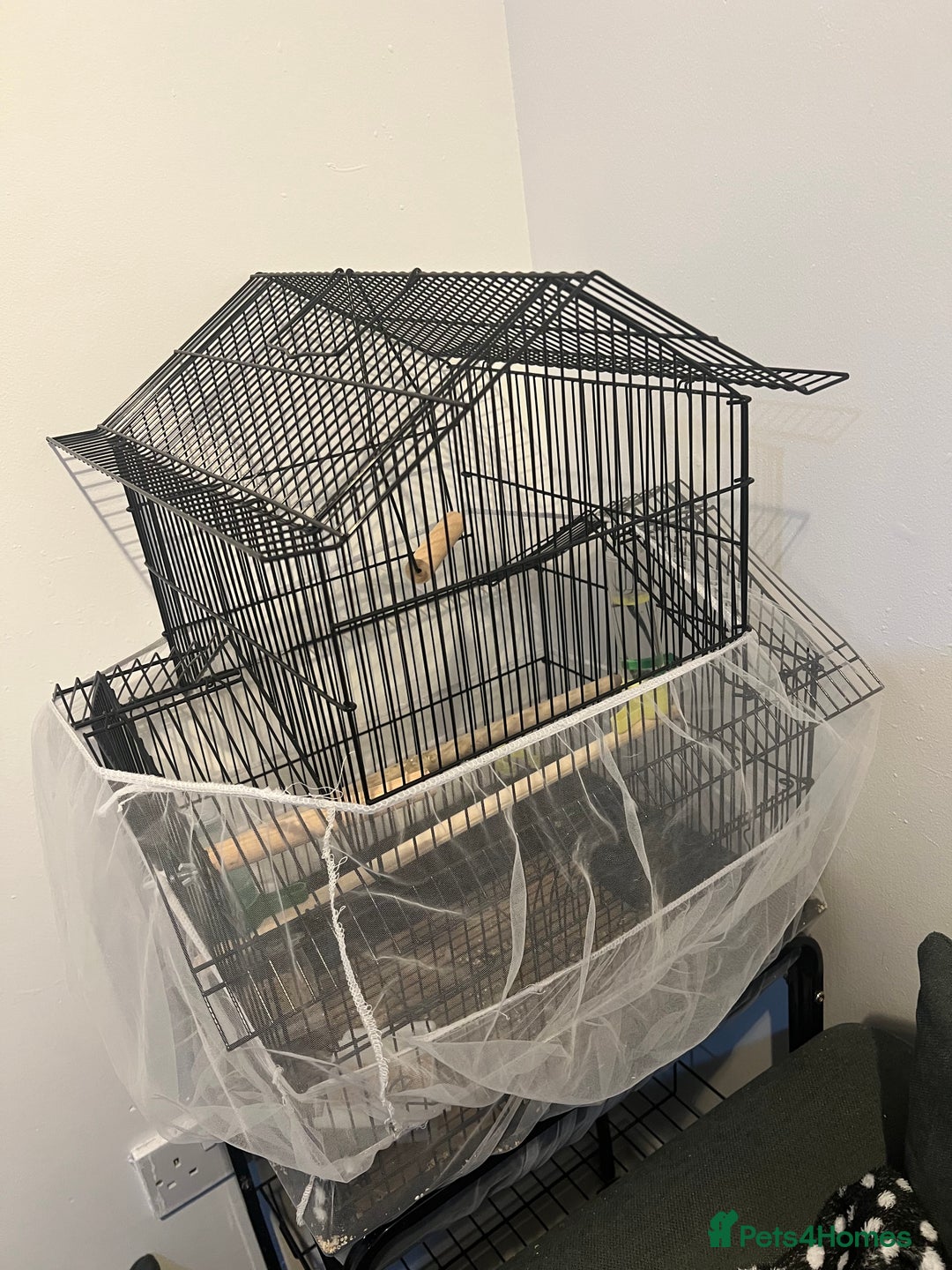 Budgerigars birds for sale: male budgie - Image 5