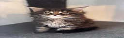 Maine Coon cats for sale: Maine Coon Kittens 🖤 Aberdeen, Scotland  - Advert 1