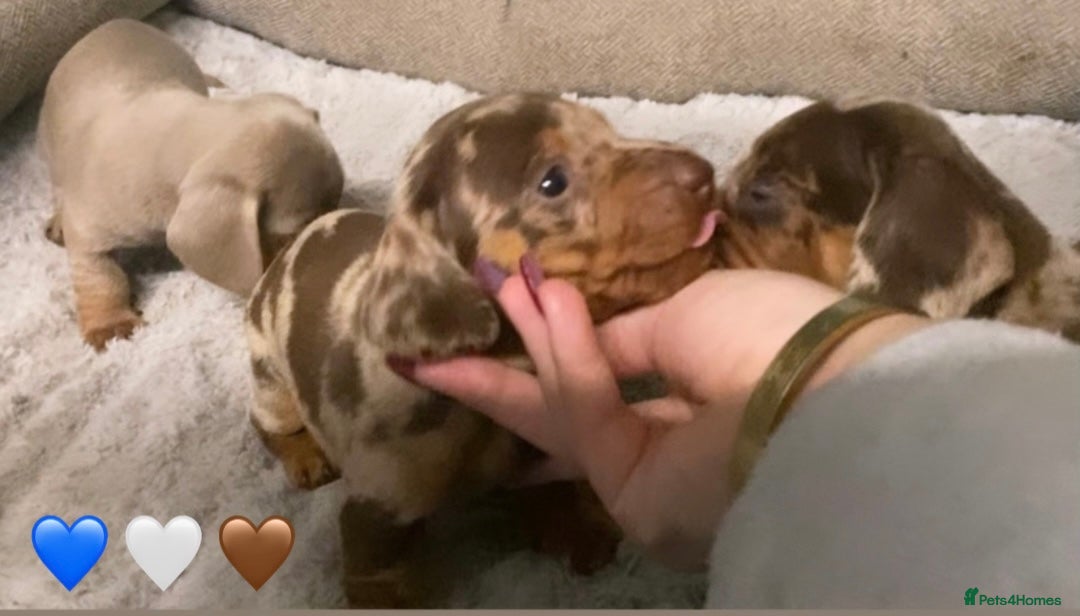 Miniature Dachshund dogs for sale: Miniature dachshund puppies available! - Advert 8