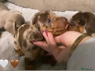 Miniature Dachshund dogs Miniature dachshund puppies available! - Advert 11