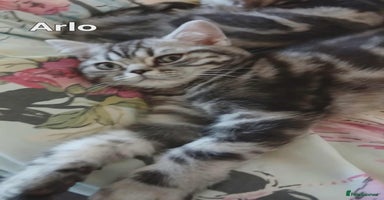 British Shorthair cats - Advert 15