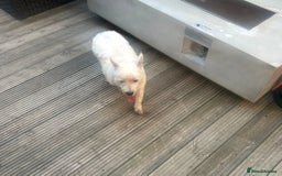 West Highland Terrier dogs for sale: 2 year old female westie  - Image 4