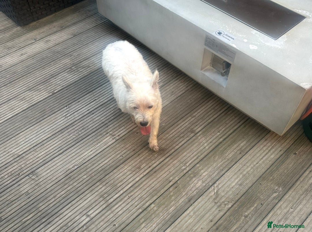 West Highland Terrier dogs for sale: 2 year old female westie  - Image 4