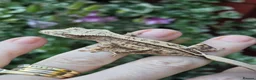 Gecko reptiles for sale: Crested geckos  - Advert 13