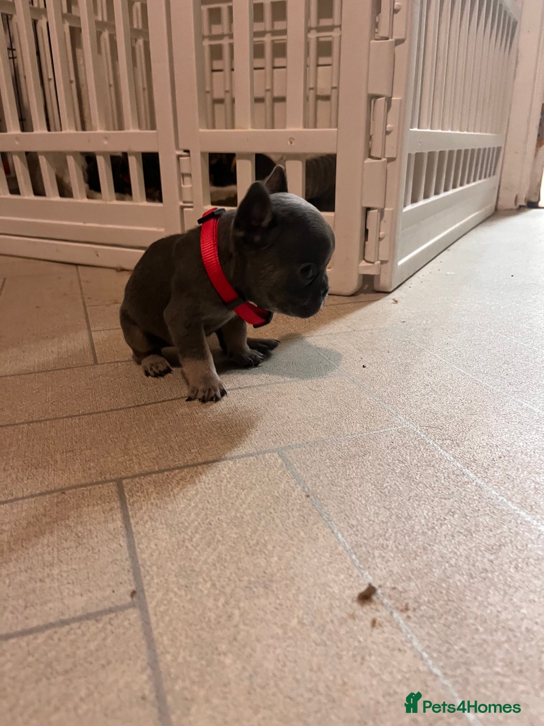 French Bulldog dogs for sale: Cutest frenchies pups  - Advert 13